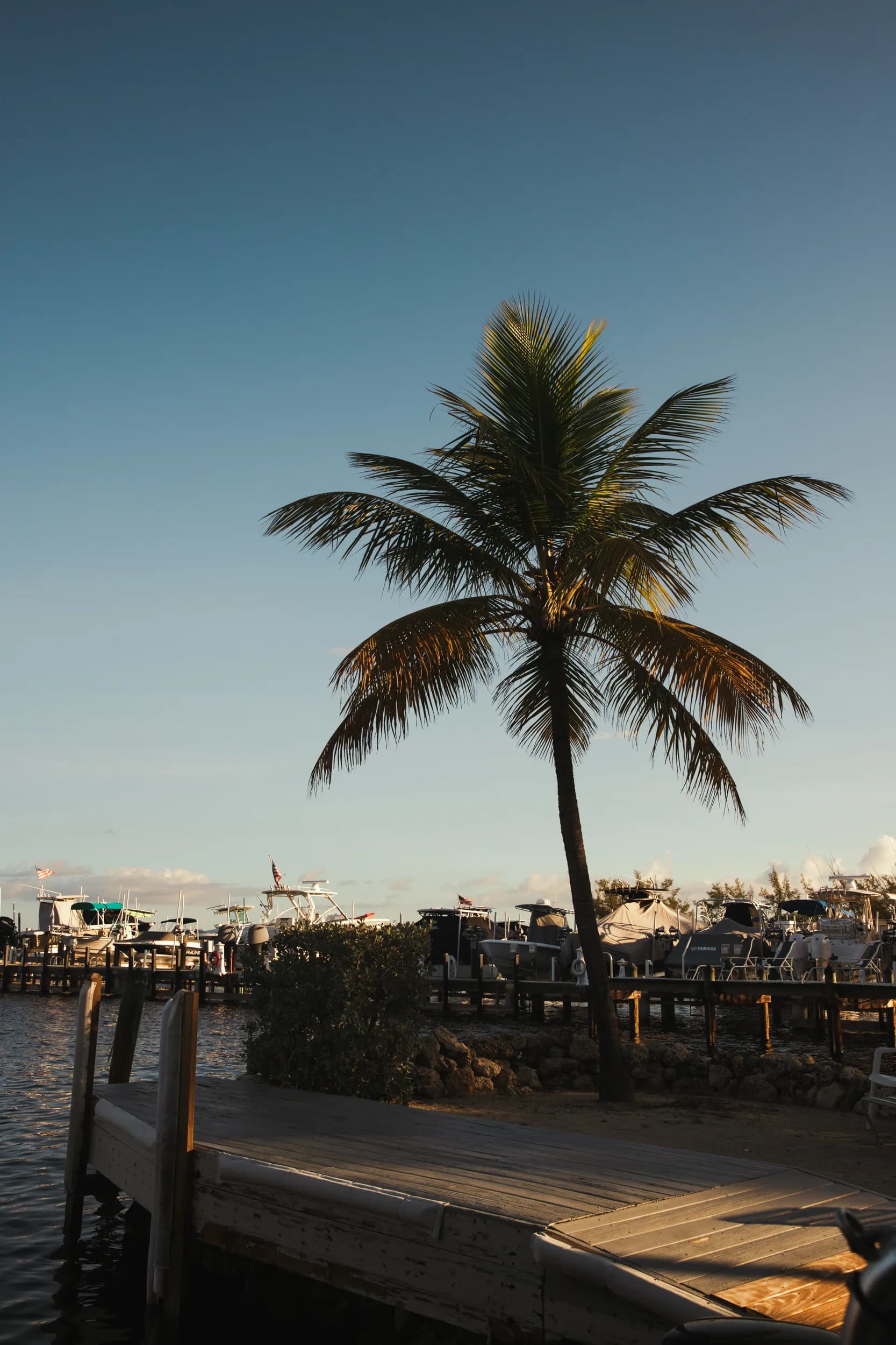 A palm tree stands on shore next to a wooden dock at a marina, bathed in the warm light of the setting sun.